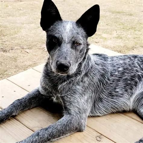 aussie shepherd blue heeler|blue heeler pros and cons.